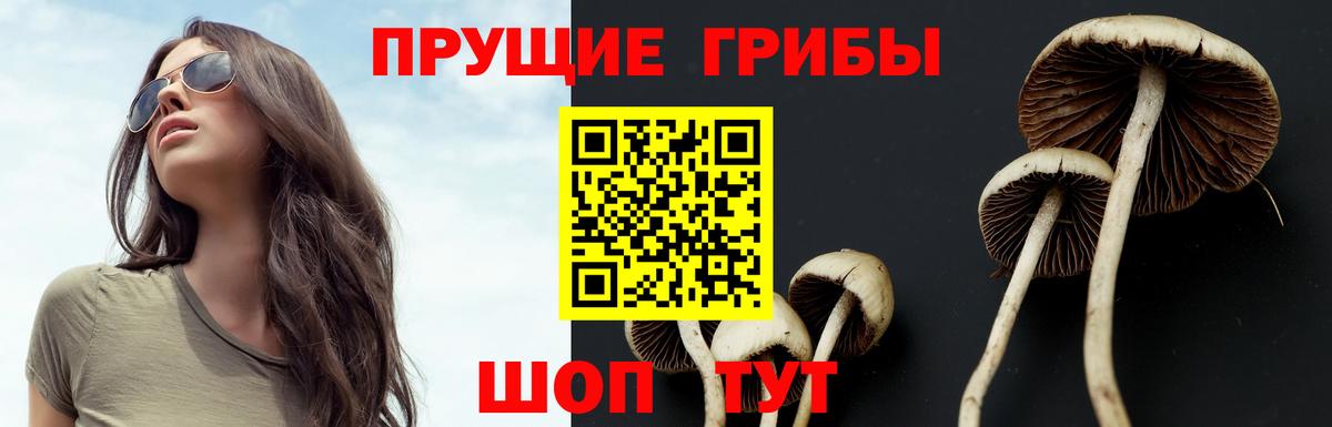 Галлюциногенные грибы Cubensis Бийск